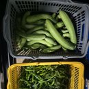성중농장 Daum카페