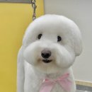 도그메종 이미지