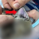 이개 내고양이 이미지