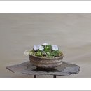 풀떼기