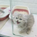 캣초딩 고양이분양 김포구래점 이미지