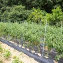 상록한우 이미지