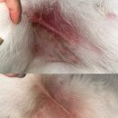 강아지피부병 샴푸 저자극 강아지 샴푸 추천 강아지입욕제 | 바밀리 bamily