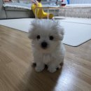 멍벤져스 이미지