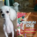 엣지퍼피 이미지