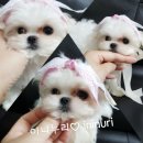 퍼피스타 | 망망이첫자견(말티즈가정분양)분양후기