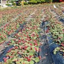 김윤식농장 이미지