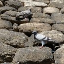 김성만농장 이미지