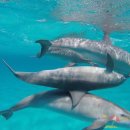 돌고래하우스 이미지