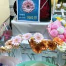 스노우폭스제주 이미지