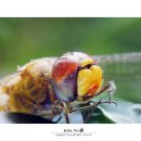 고추잠자리 이미지