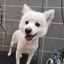 독한마캣 이미지