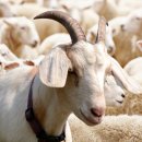 유다목장 이미지