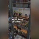텀브가든