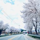 예삐농원 이미지