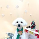 견생의하루 펫살롱 일산본점 이미지