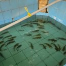 능곡 | 일산 능곡송천매운탕 송천매운탕 후기