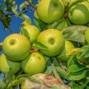 고대1083 이미지