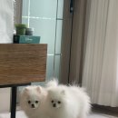 해맑은 동물병원 | 원주 반곡동 내돈내산으로 만족하며 다니는 동물병원 찐 후기 “키다리아저씨 동물병원”