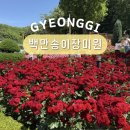 부천 도당공원 백만송이 장미원 장미축제 서울 근교 수목원 데이트