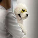 분당 피엘 동물피부클리닉 | [동물병원] 강아지 전문 피부과, 분당 피엘 동물피부클리닉