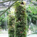 아나나스 이미지