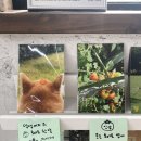 하피바라클럽