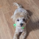 오늘DOG예쁨 이미지