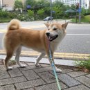 삼복이네 수제간식 | 강아지 보양식 오밀오밀 고기듬뿍 보양죽으로 복날 몸보신 어때요?