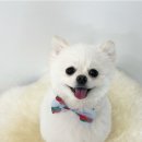 바오도그 이미지