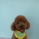 멍이가 웃통벗는날 이미지