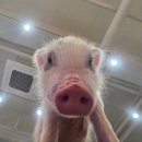 멍쉬멜로 이미지