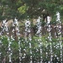 황명「분수·1」 이미지