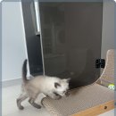로얄펫 이미지