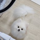 (주)리스펫 | 강아지 안전문 펜스 현관안전문 설치방법