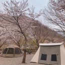 양산목련주유소 | 양산캠핑장::청수가든::애견동반가능한 벚꽃캠핑장