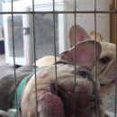 오팔농장 이미지