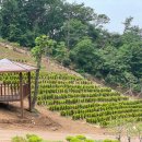 정식목장 이미지