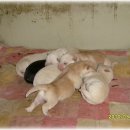 예쁜멍멍이 이미지