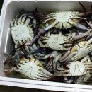 서해판매 이미지