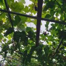 흙내음풀내음 이미지