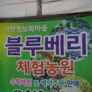 [거창 여행] 서변 정보화 마을 두 번째 이야기 :: 블루베리 따기 체험 &amp; 주말 직거래 장터