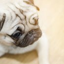 베이지동물병원 이미지