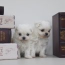 미스터브리더 이미지