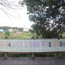 수완동 왕버들 이미지