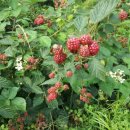 원동농장 이미지