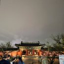 간선-64 | 창경궁 야간개장 물빛연화 대온실 관람시간과 주차 꿀팁