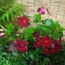 소망의원 이미지