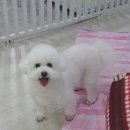 멍이가 웃통벗는날 네이버블로그