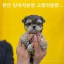 나라애견 본점 이미지